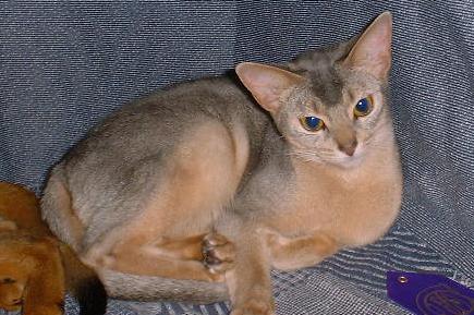 CFA Champion Bogeycats Luna Eclipse of Clarion, blue abyssinian female