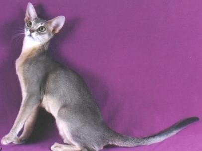 GC Clarion's Arctic Fox - Blue Abyssinian