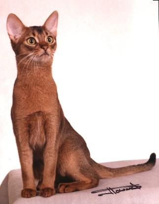 GC Clarion's Kaleidoscope - Ruddy Abyssinian