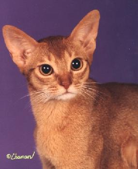 GC Eecatl Lady In Red of Clarion, DM - Red Abyssinian